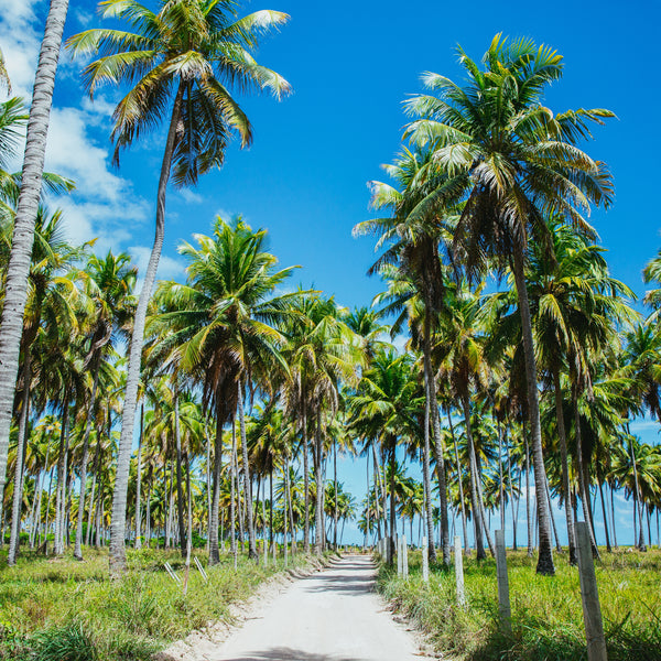 Farm pure coconut oil